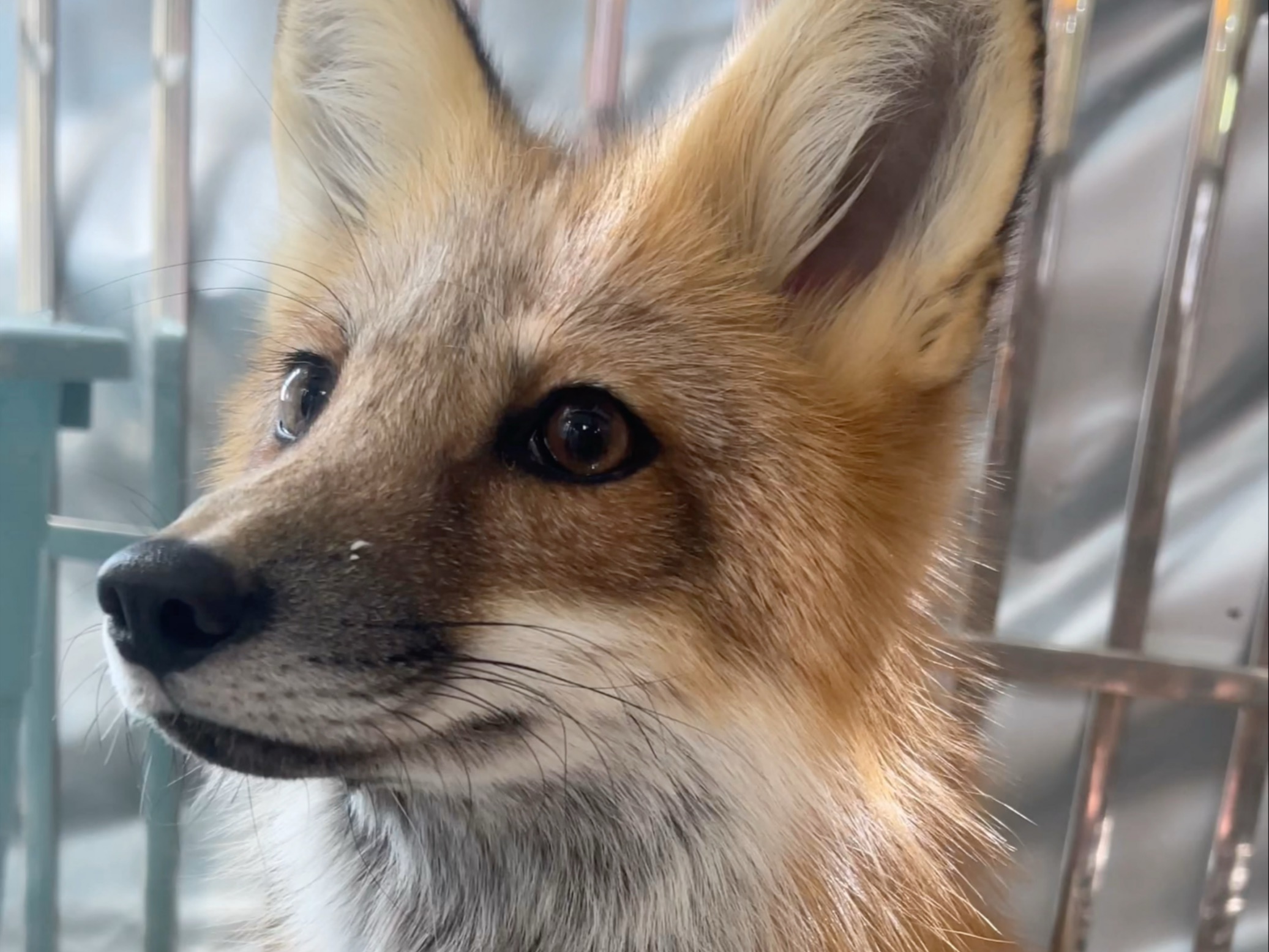 【认认小狐狸】如何分辨萝卜麻薯的视频终于来了，有很多碎碎念