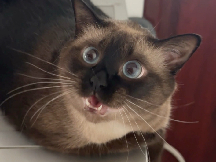 今天是嗲嗲的小卡车