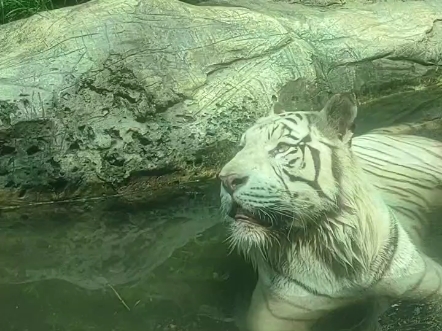 小老虎