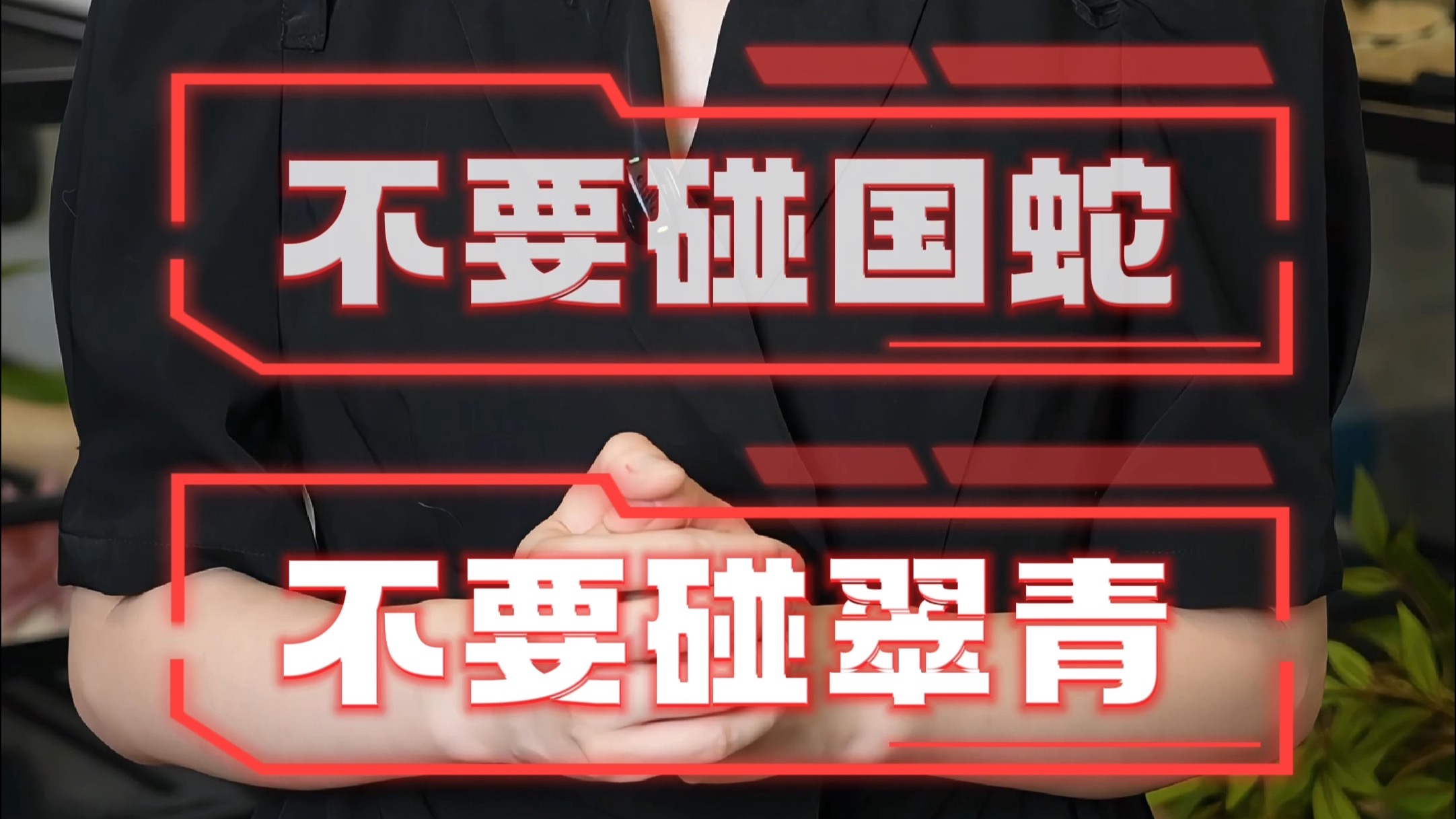 我为什么不推荐大家养翠青蛇？