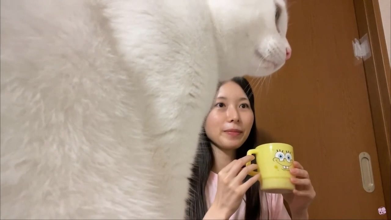 【三分熟】忍人琴子和她的两辆捣蛋猫