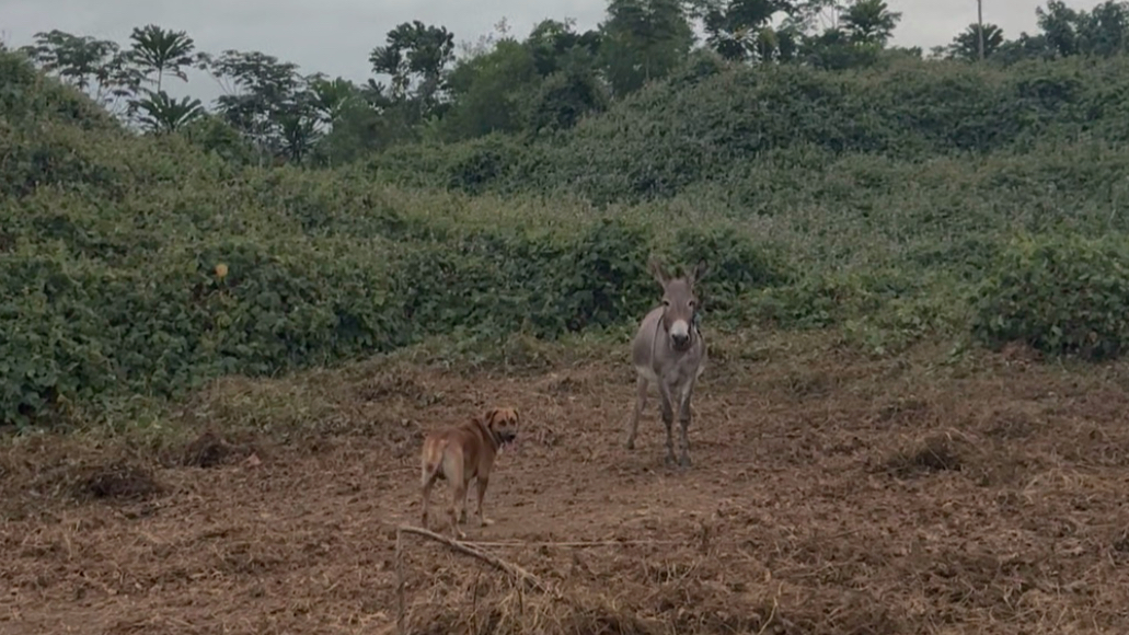 七夕的话，就磕咱的桃花芯小狗和小驴吧