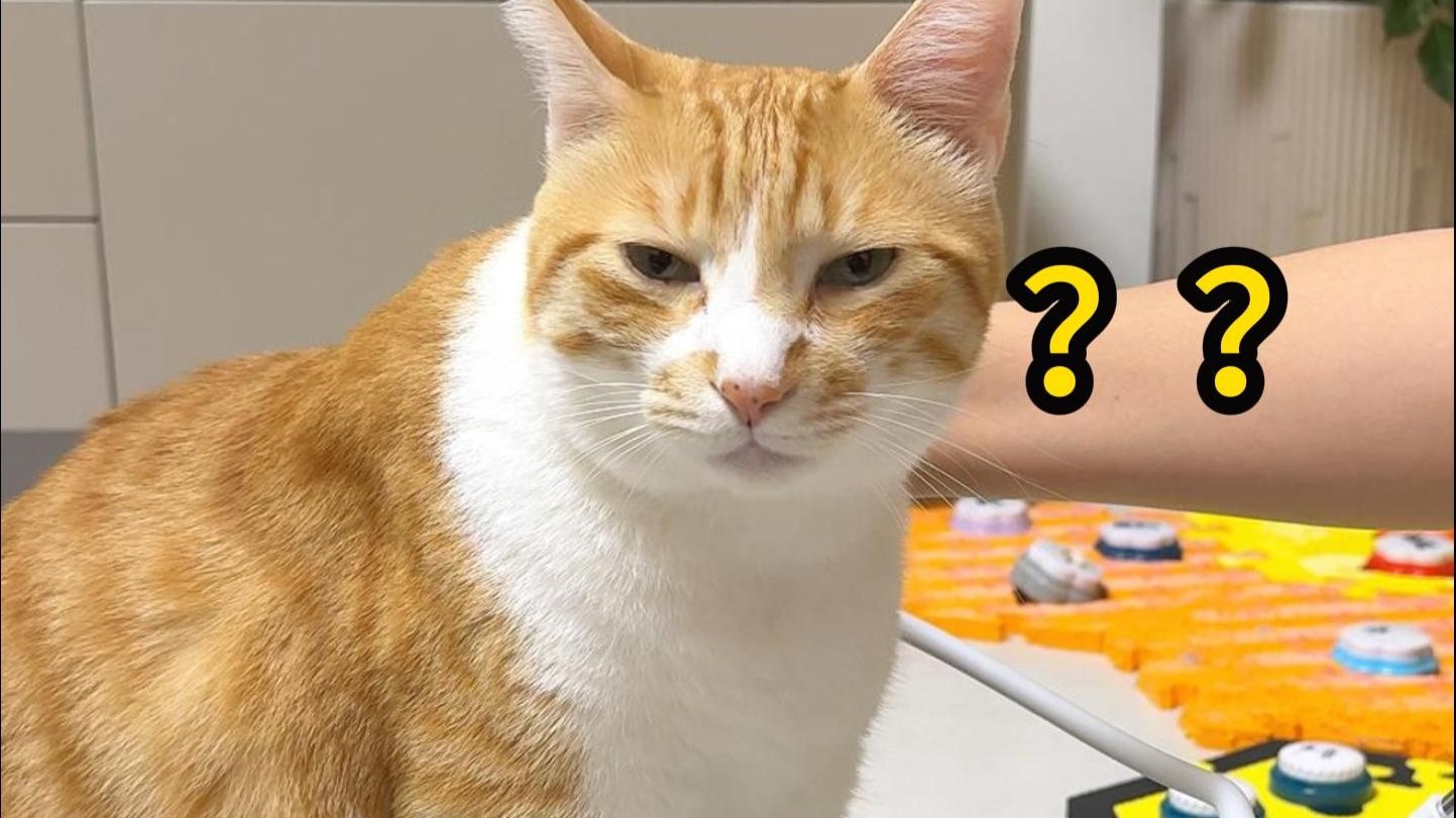 猫：我不允许有一点风吹草动！