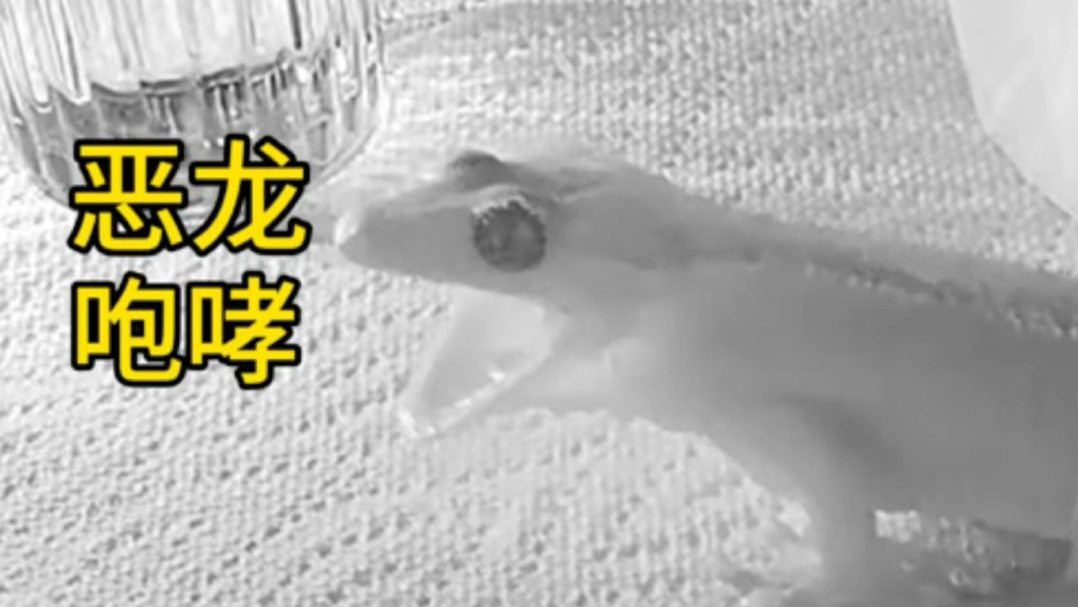 人类首次收集到100个恐龙哈欠