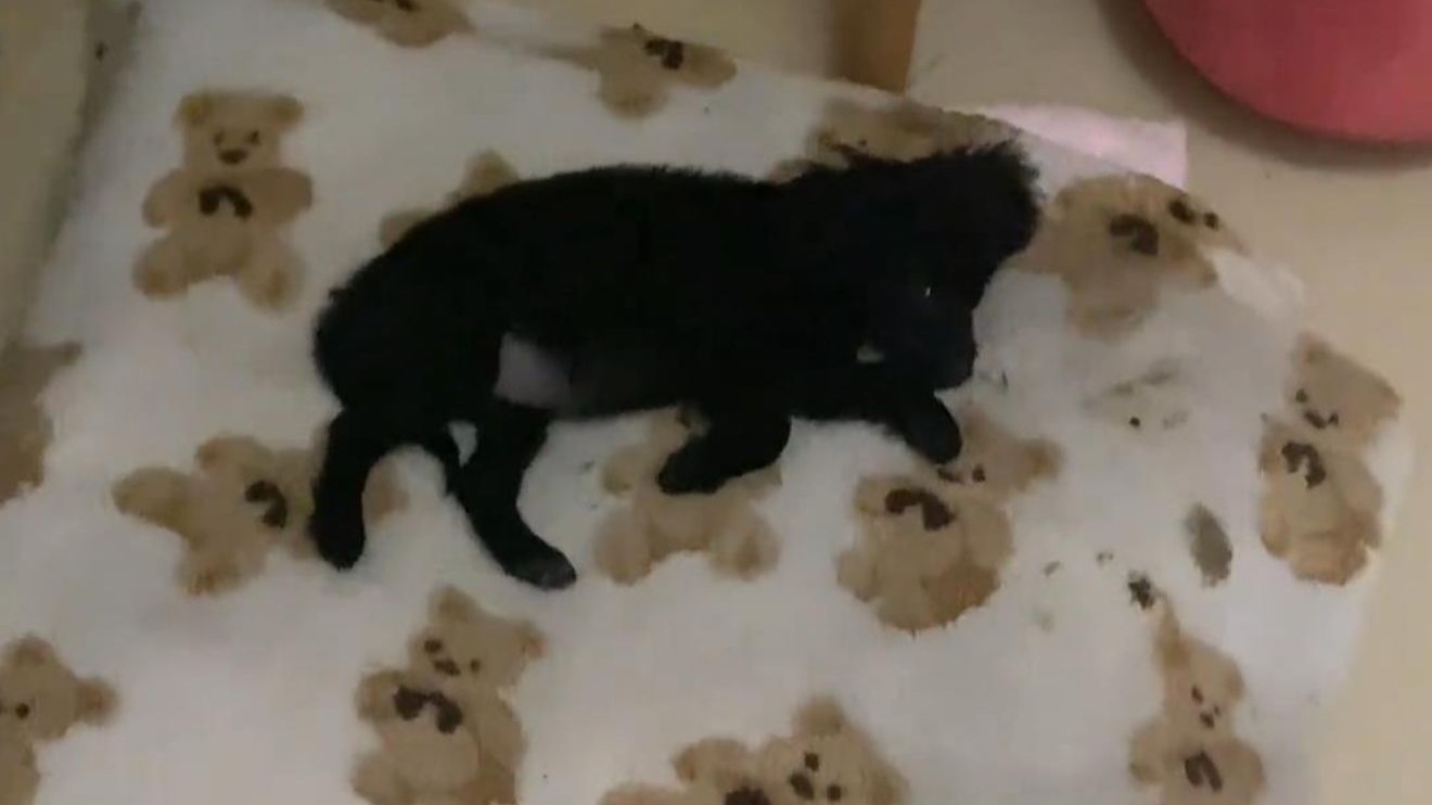 小狗长的挺不讲卫生的但是有洁癖……