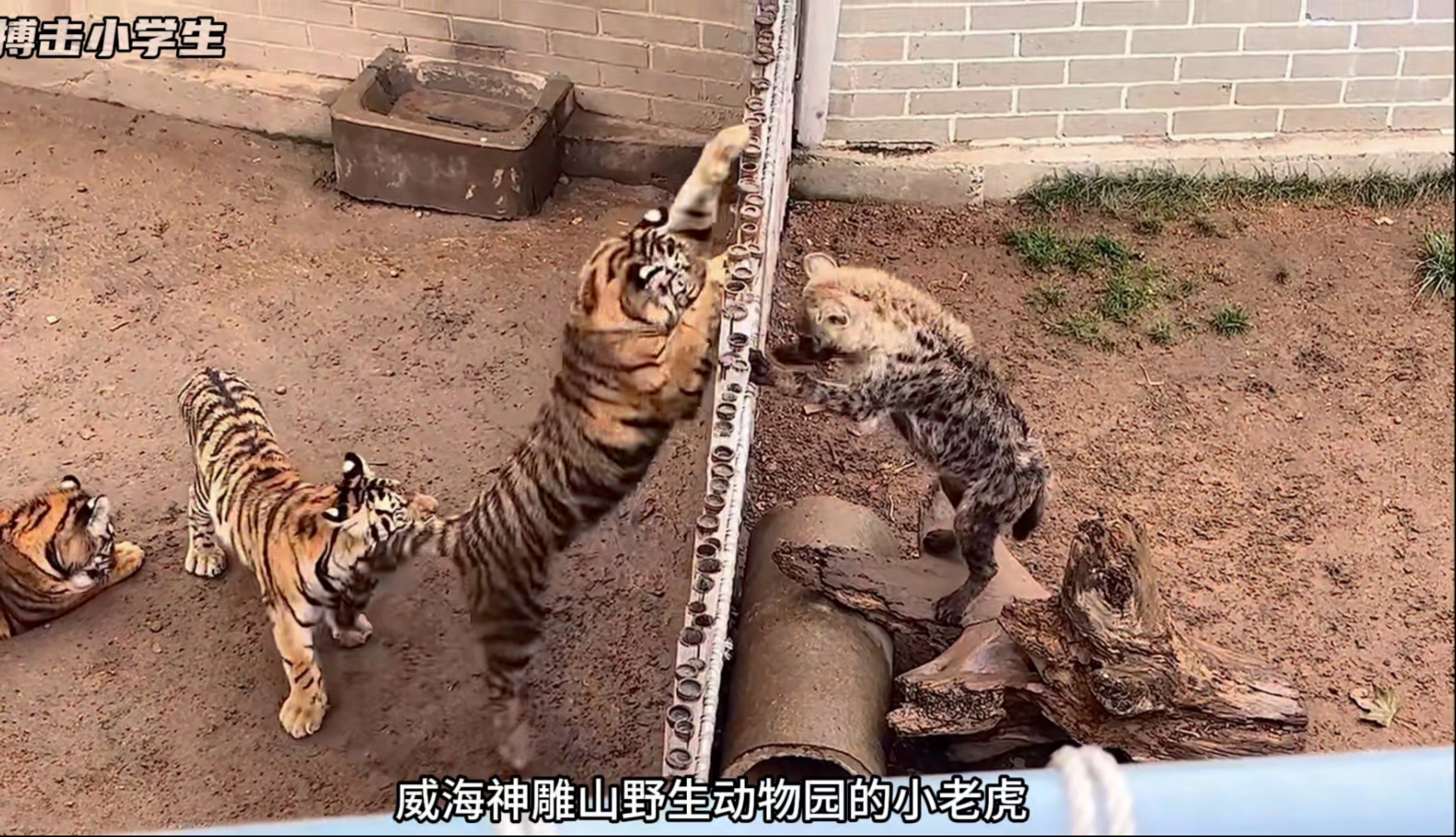 威海动物园小老虎大战斑鬣狗技术解析，老虎各年龄段的战斗力分