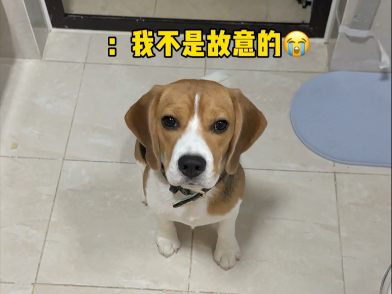 小狗：人，你教我上厕所，我教你做主人