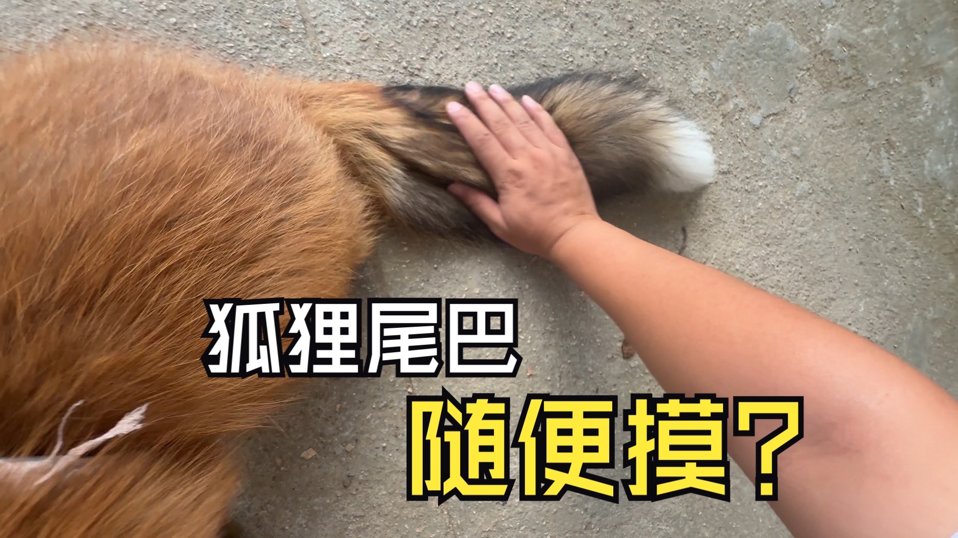 带小狐狸打疫苗，狐狸高兴的让我狂撸尾巴！！！