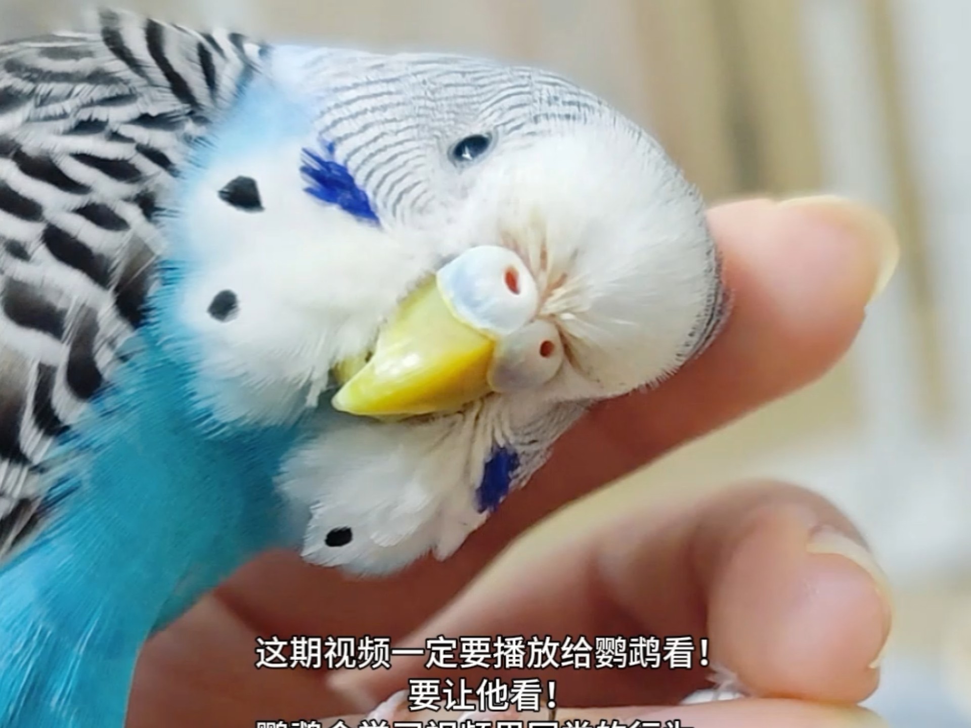 想摸鹦鹉就播放这个视频给它