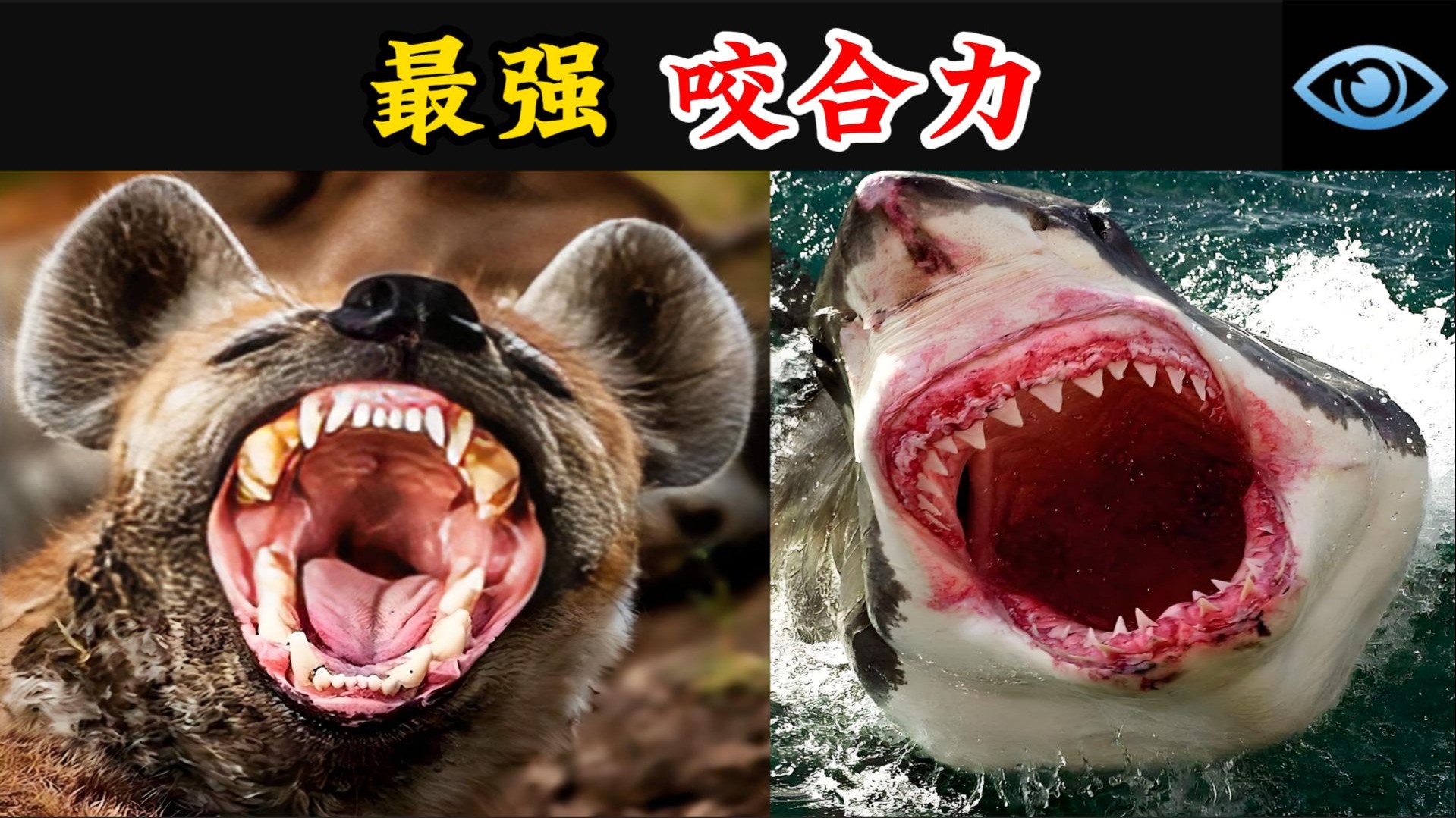 世界上咬合力最强的10种动物，狮子仅垫底，第一名轻松咬碎汽车