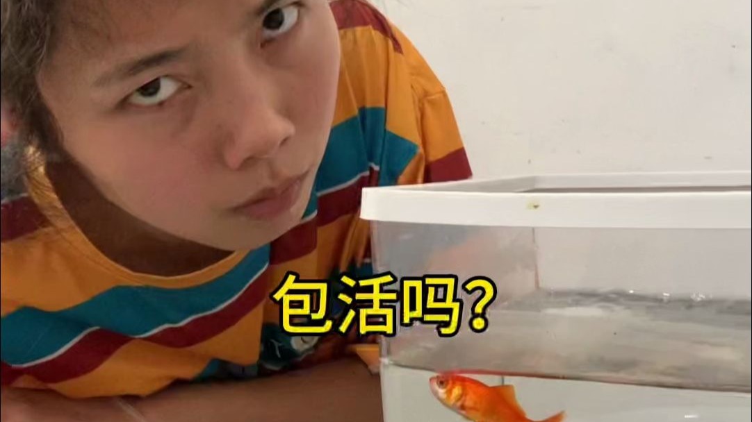 我妹养鱼第十天，猜猜她的的鱼还可以活几天
