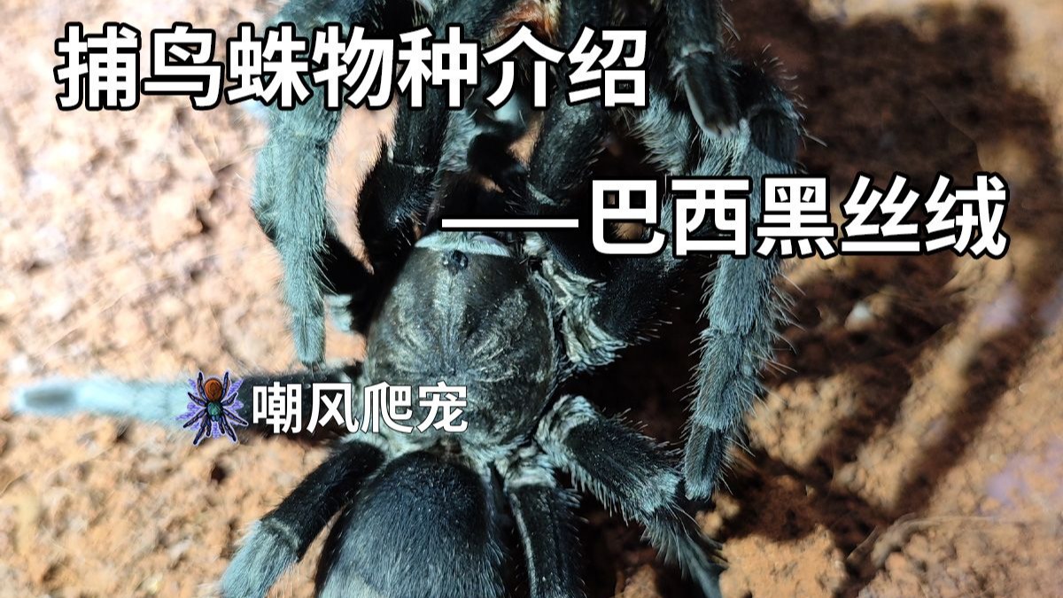 【嘲风】捕鸟蛛物种介绍——巴西黑丝绒