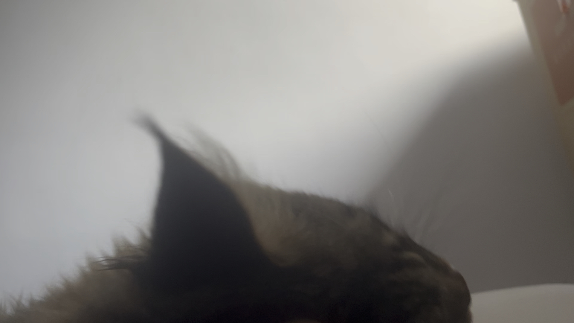 辛苦了宝贝~下午和哥哥一起躺会撸猫