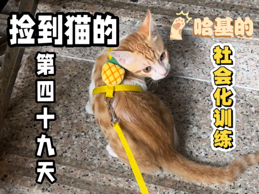 捡到猫的第四十九天 哈基社会化训练打扫黄缘龟环境