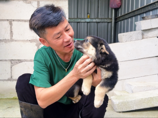 一条性格温顺亲人可爱的铁包银小土狗，它胆子大护动性好真不错