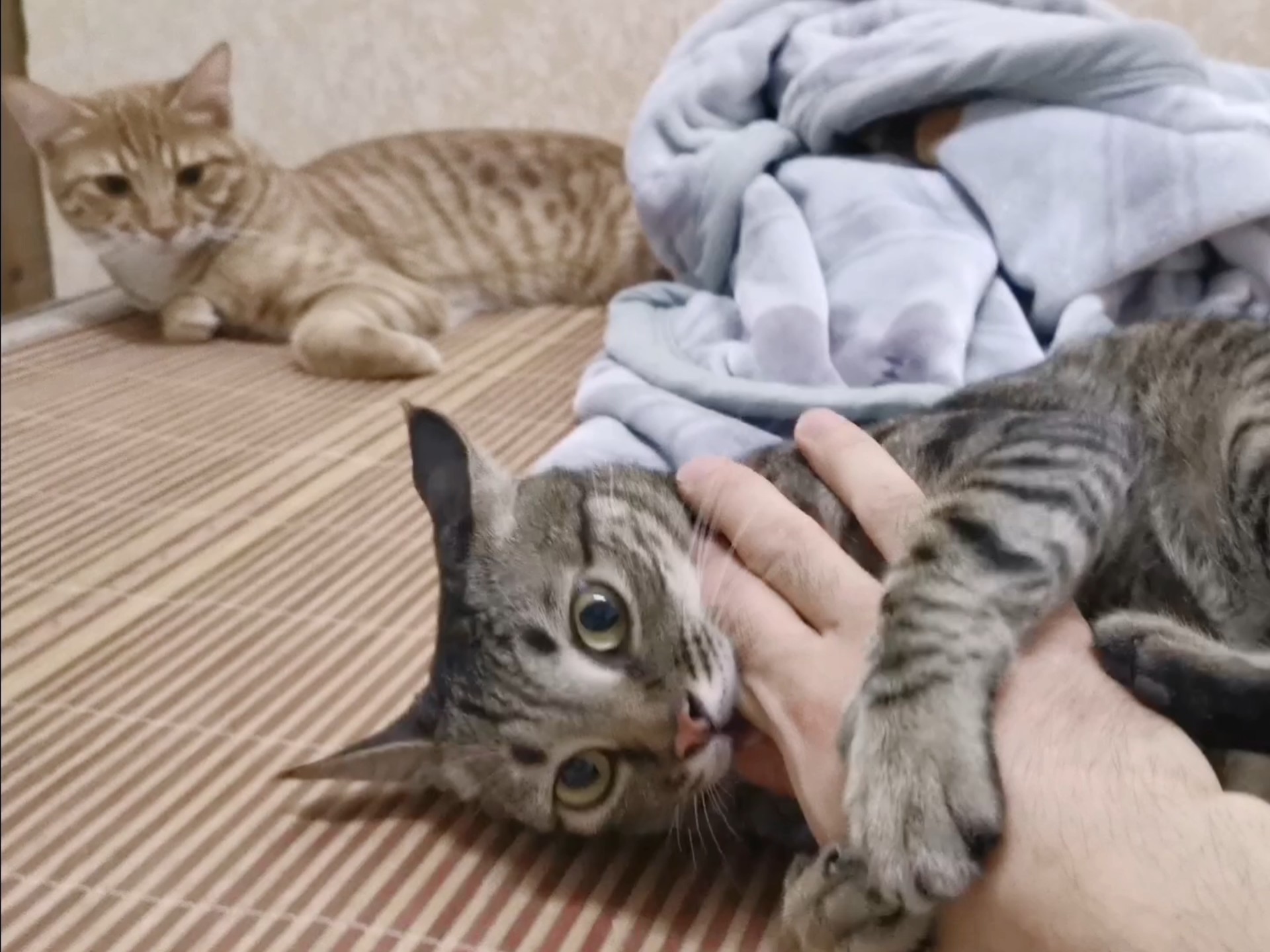 喵师傅：你69啊！又问？打屎你个发温。