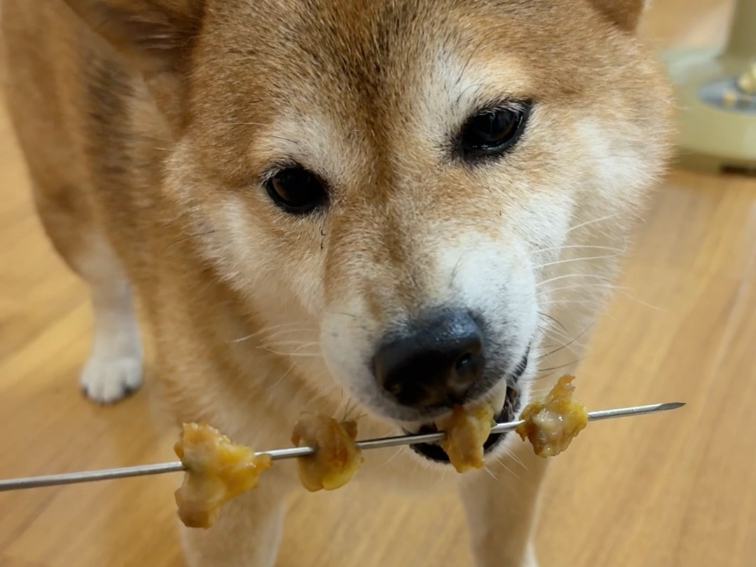 小狗我也学会了撸串