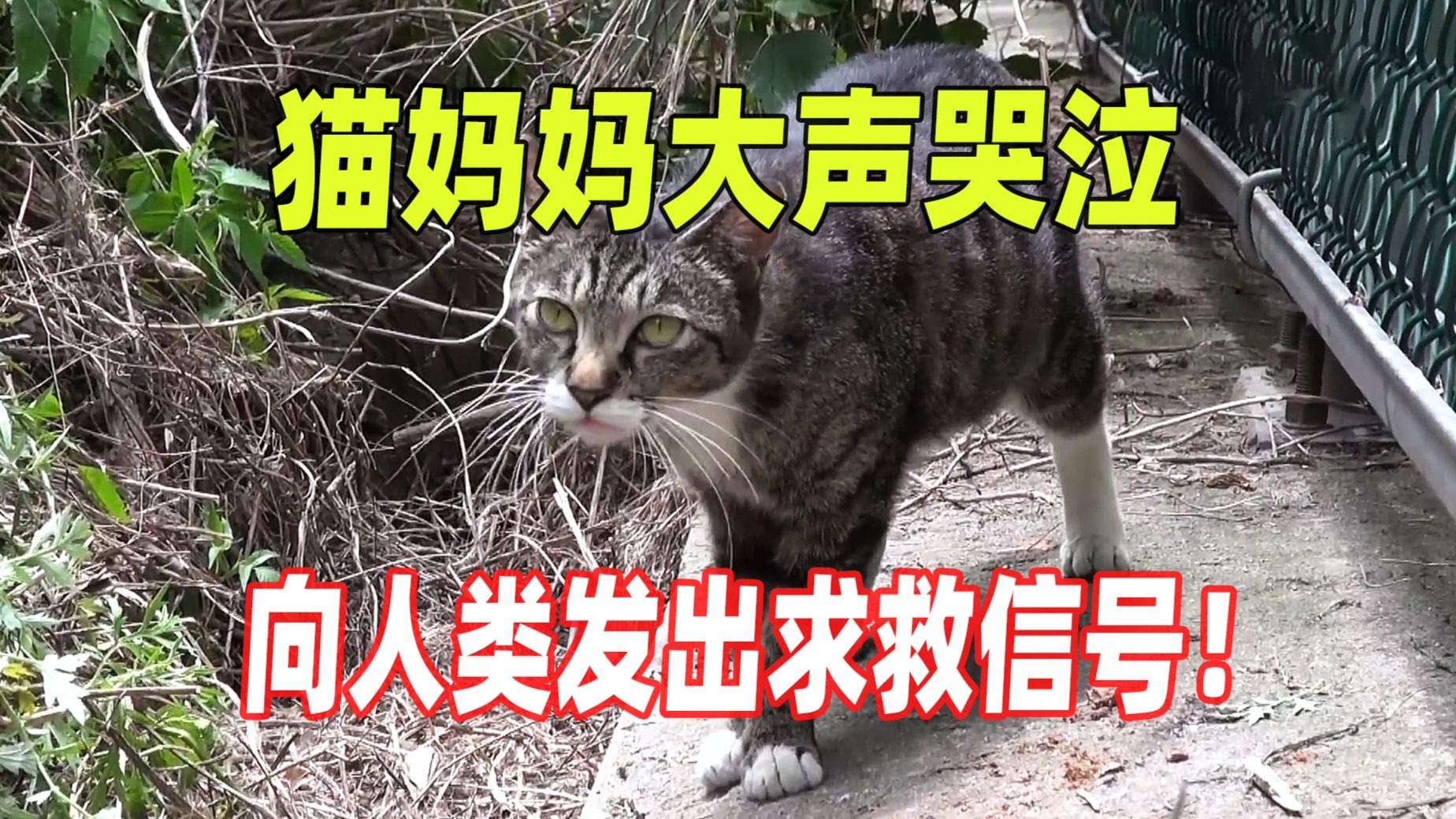 无助的母猫大声哭泣，向人类发出求助信号，期盼有好心人帮助自己
