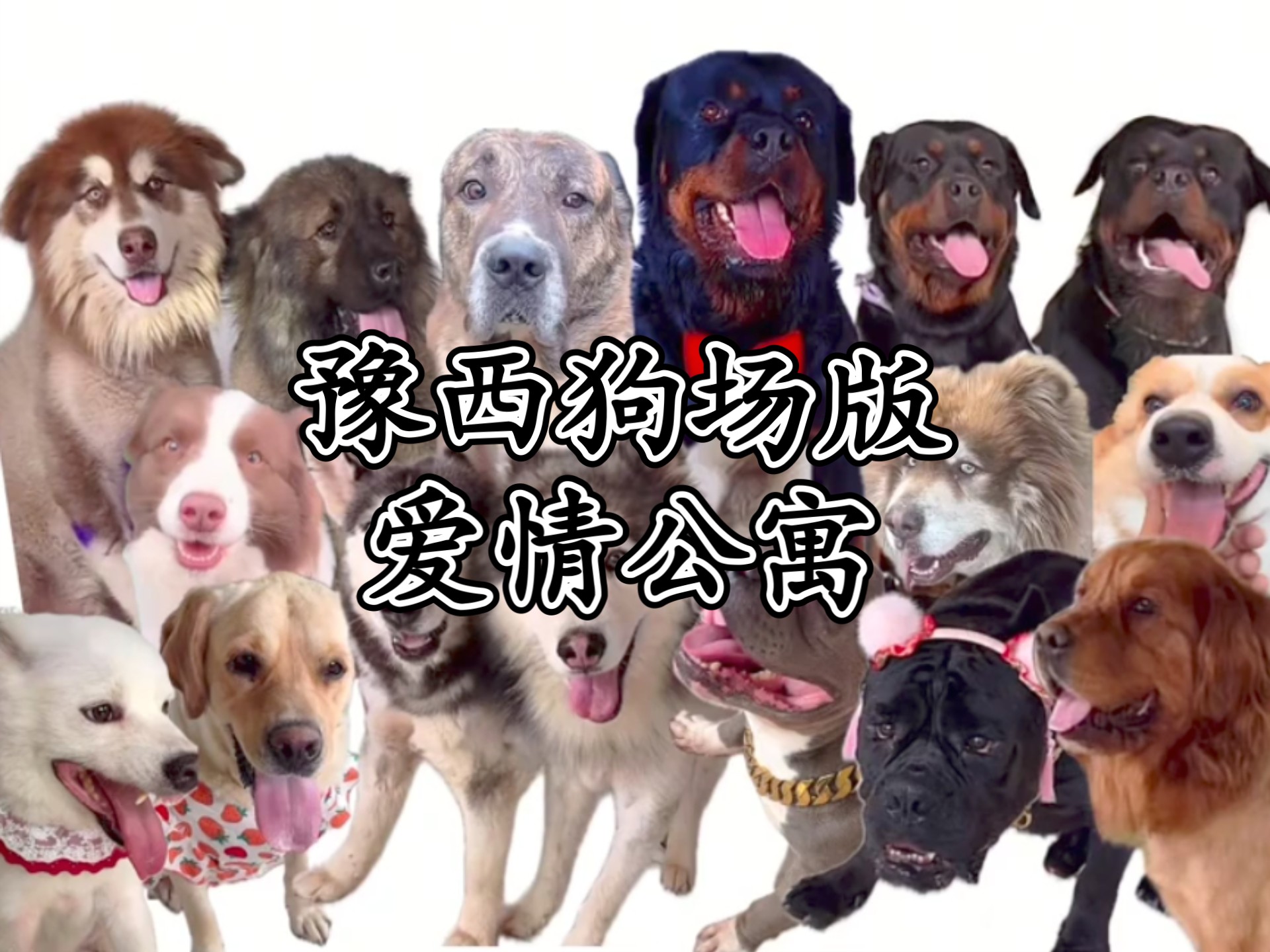 【豫西小丁】⚡豫西狗场版爱情公寓⚡