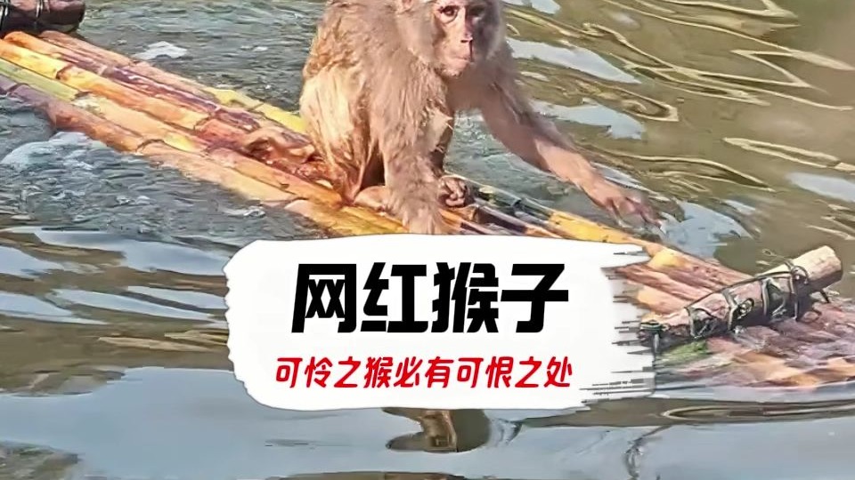 这只猴子居然在水里泡了3年