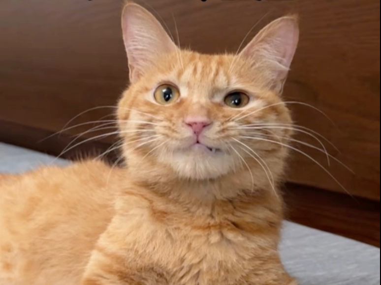 喜报！捡到猫咪模范生了！