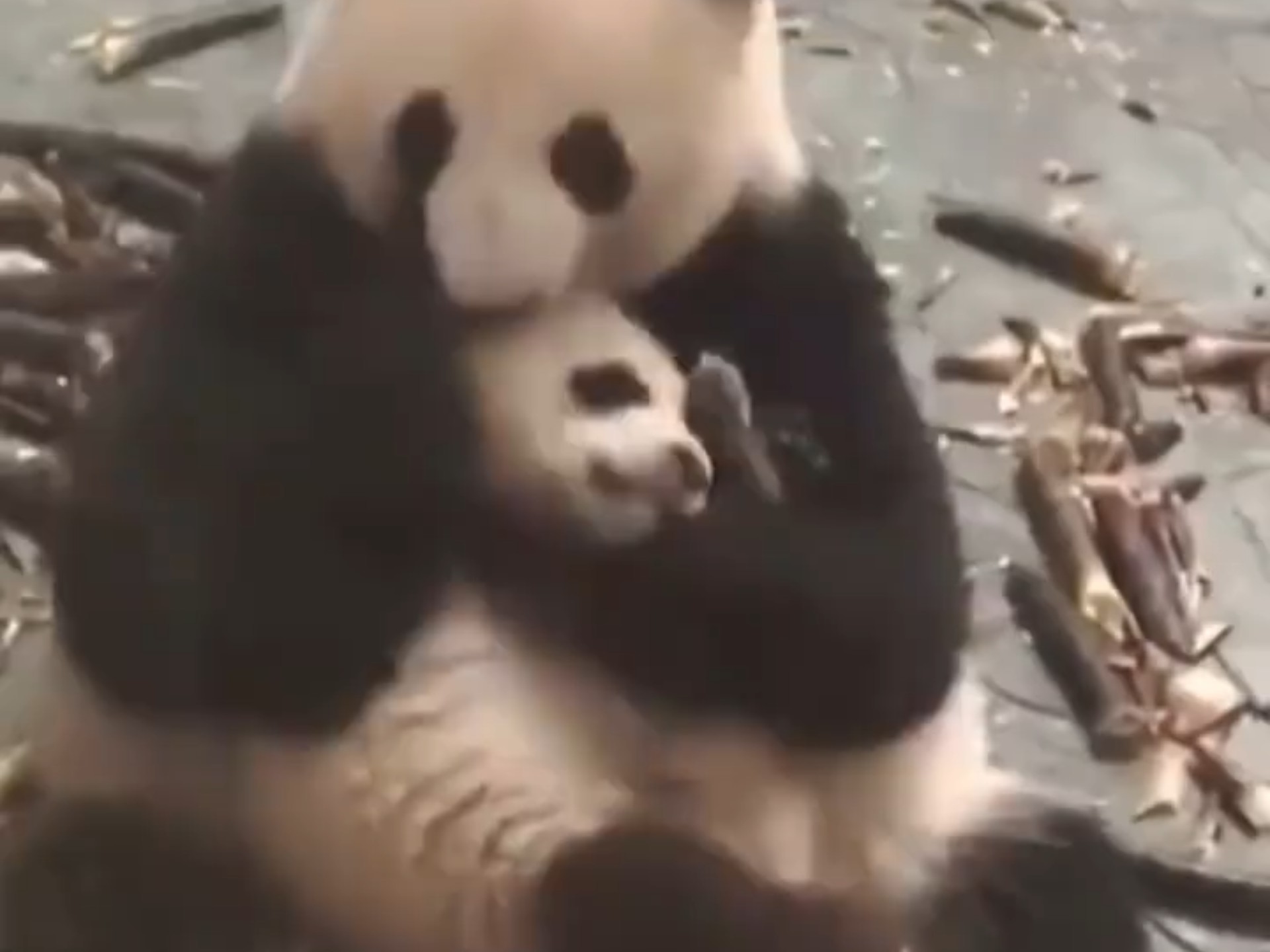 考古成功带和风和雨.不知不觉功妈已经走了两年了，透过视频总