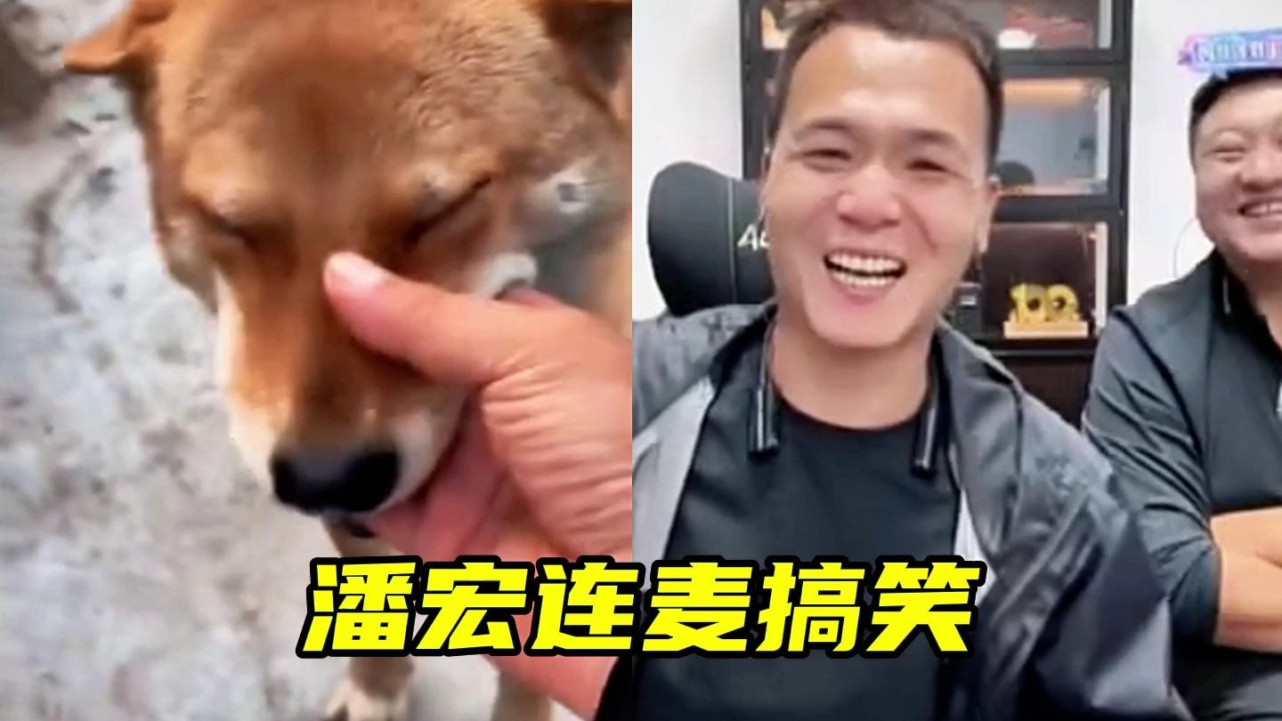 潘宏鉴狗搞笑名场面 #潘宏 #看一遍笑一遍