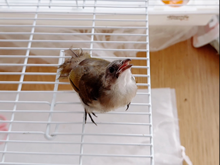 【小鸟】鹎鹎的训练小游戏