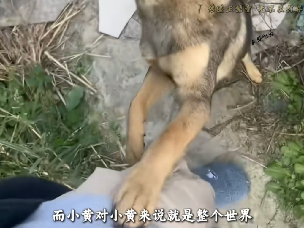 原来动物的情感更加纯粹，这三刀你接的住吗
