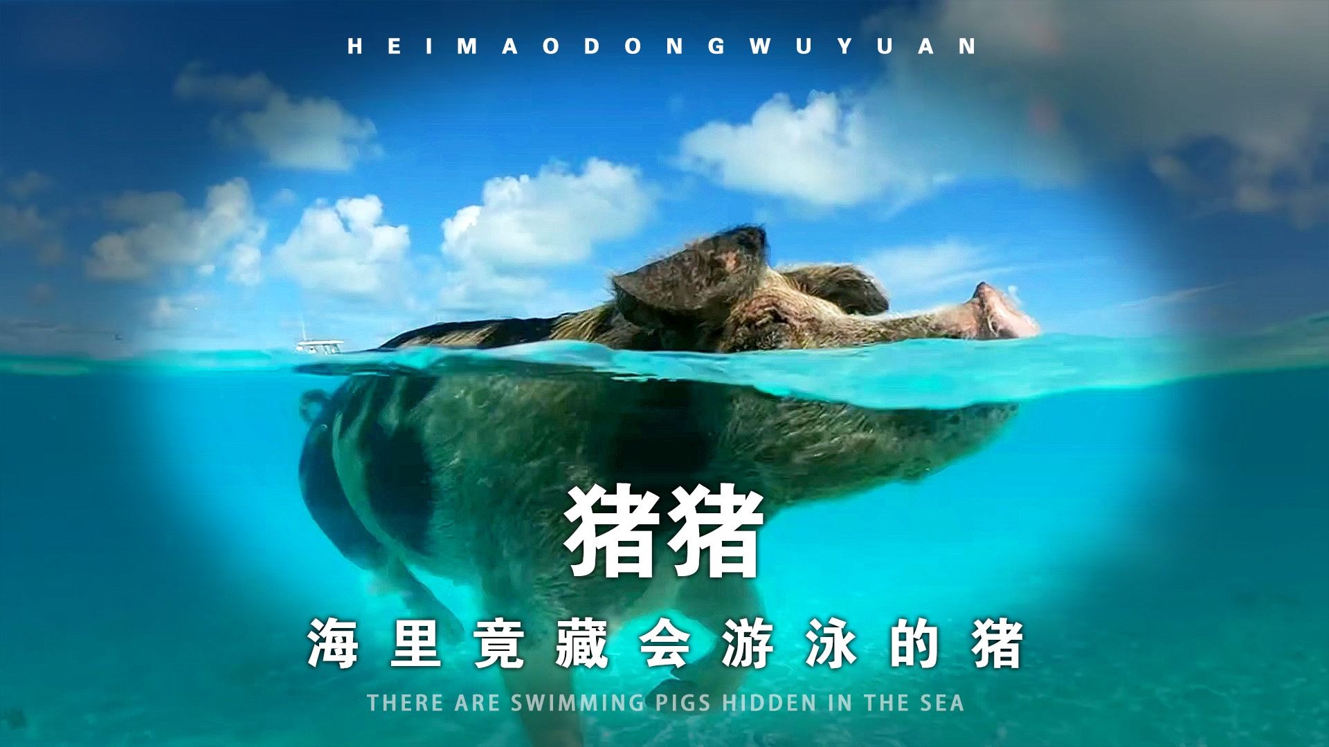 这个岛上的猪竟比人还舒服