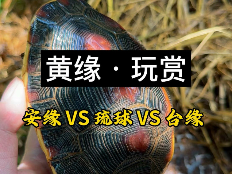 安缘？台缘？琉球缘？