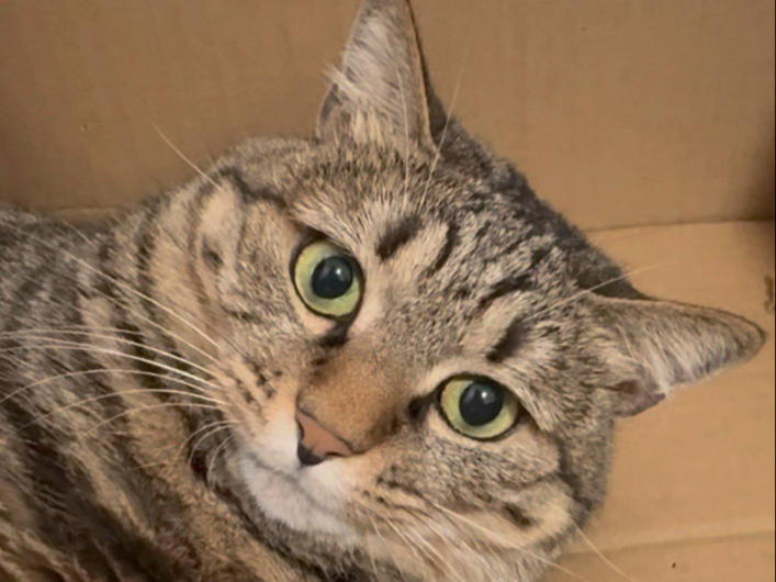 小猫，你有没有听过那首歌