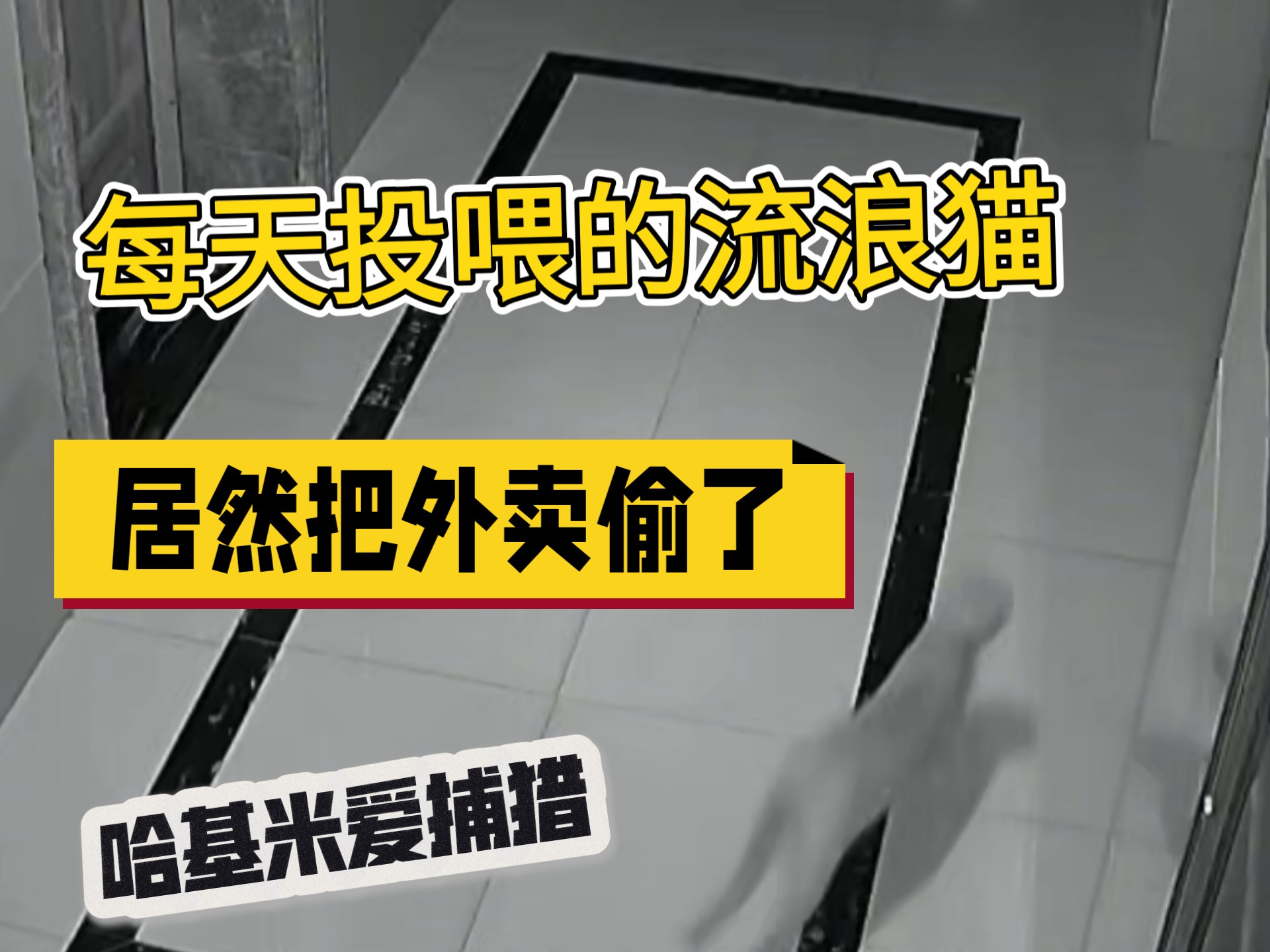 大概是哈基米觉得自己很强，巡视领地觉得每天出现的吃的其实都