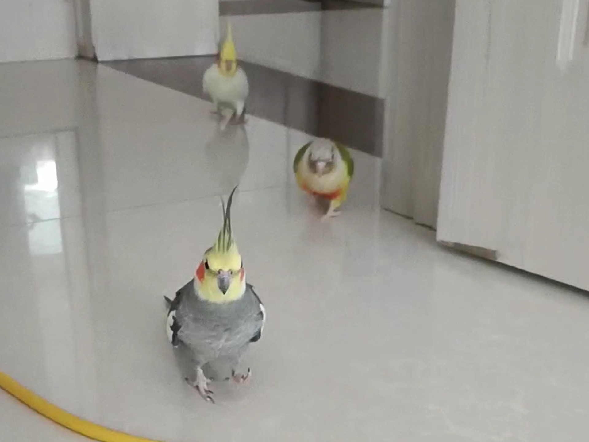 走地鸡的bgm，俄式比例