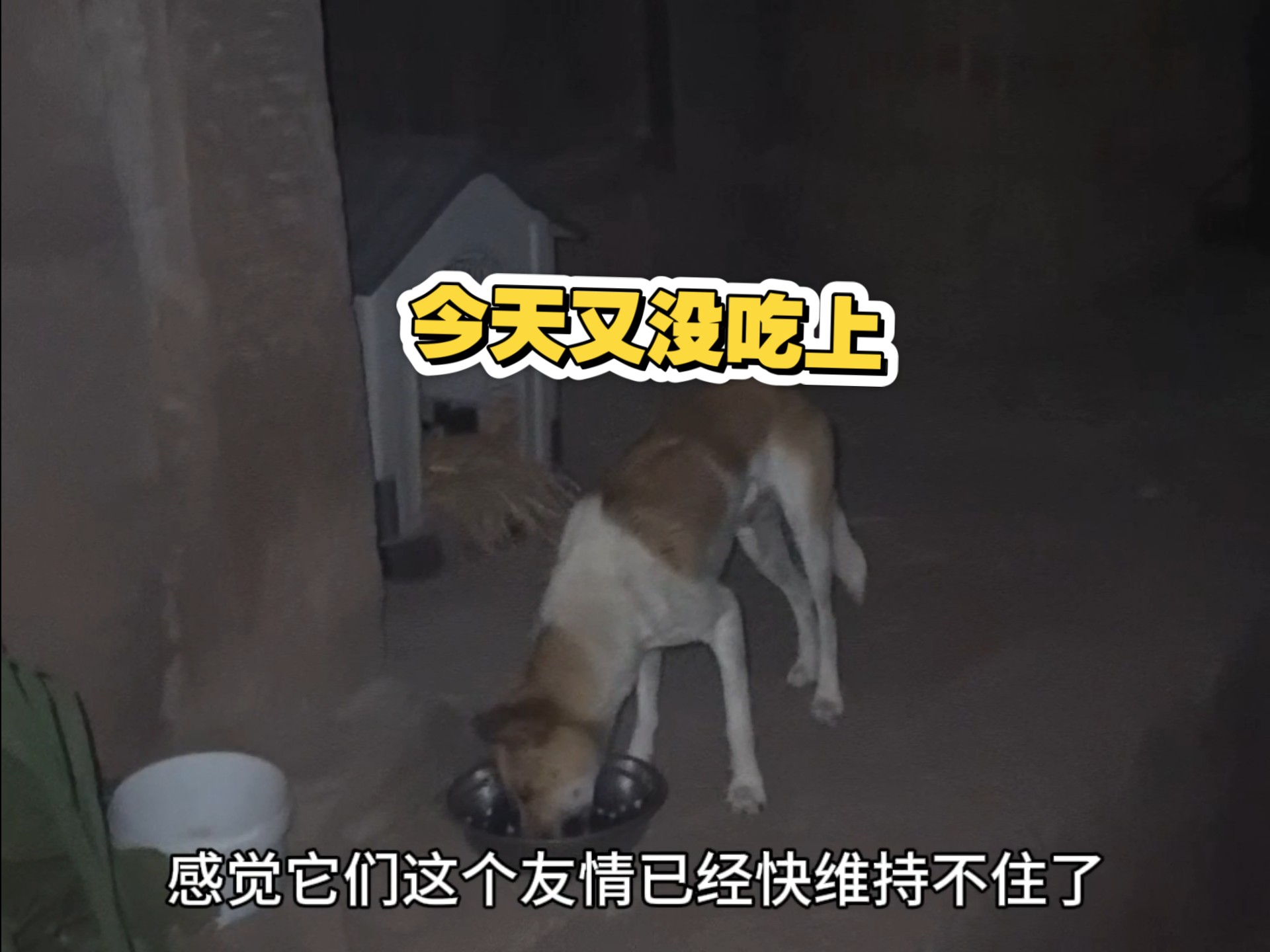 胖墩跟好朋狗的友情快维持不下去啦