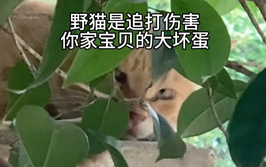 第四部分，封神之战后的日常