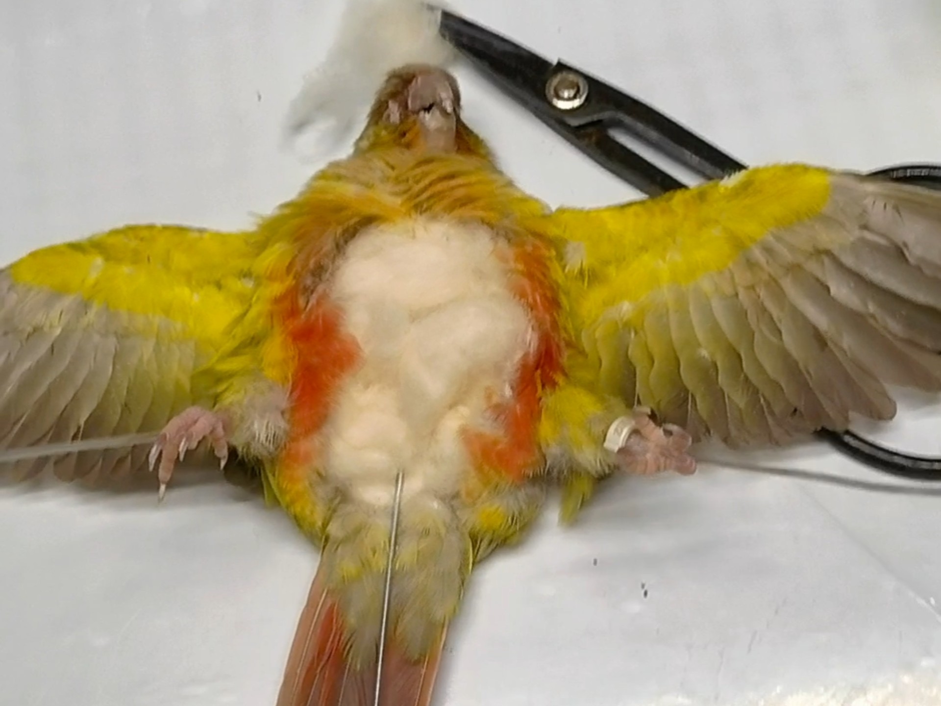 复活一只名字叫可可的小太阳鹦鹉