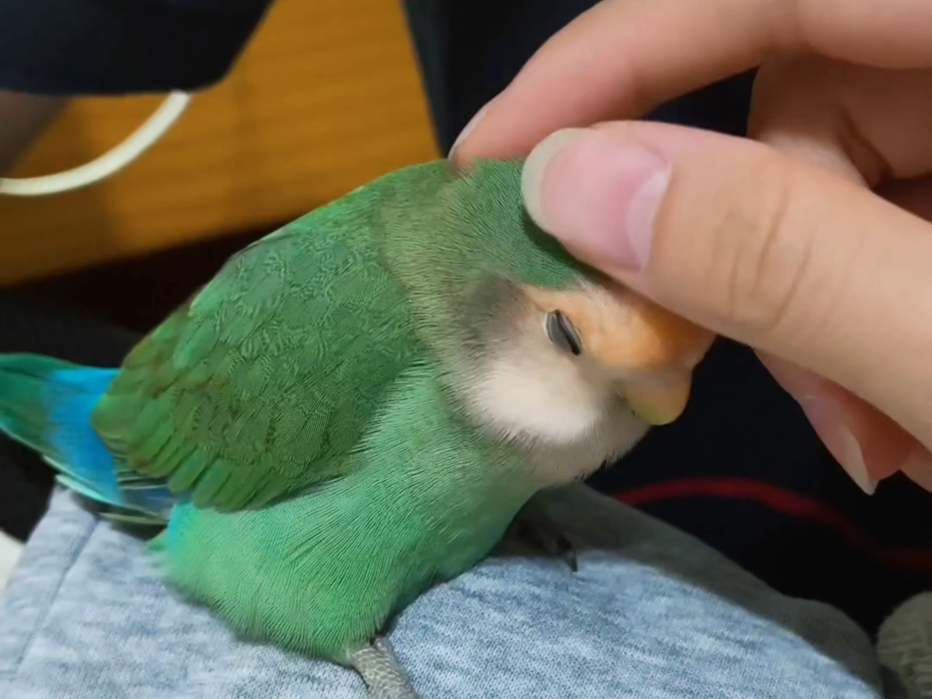 安全意识拉满的小头盔鸟