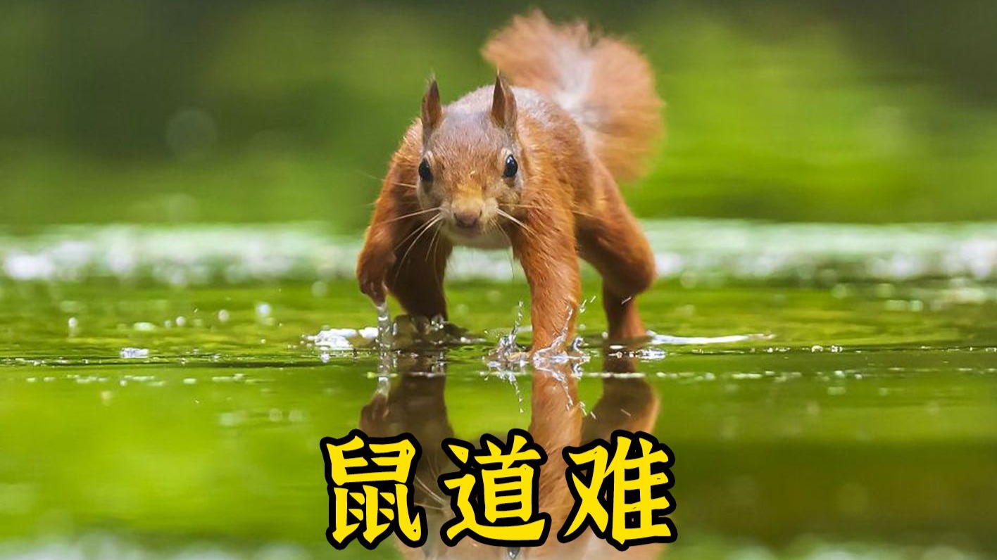 《鼠道难》