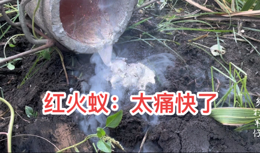 红火蚁疯狂咬人！小伙拿1000度铝水倒下去，结局太痛快了