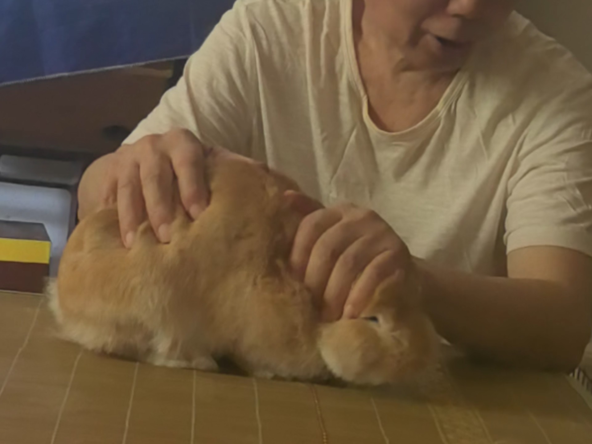 跑路被制裁的小兔
