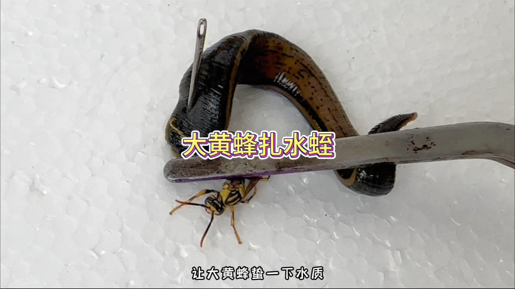 水蛭大战大黄蜂！结局我真吐了！
