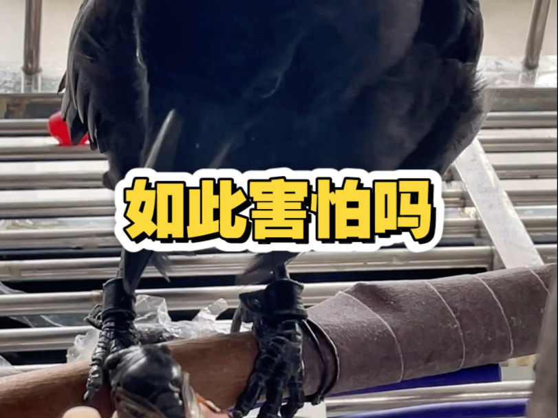 小哈居然被知了吓得两股战战～