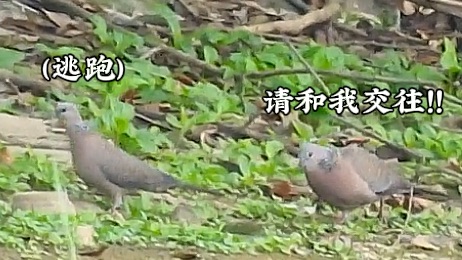 很混乱的观鸟视频