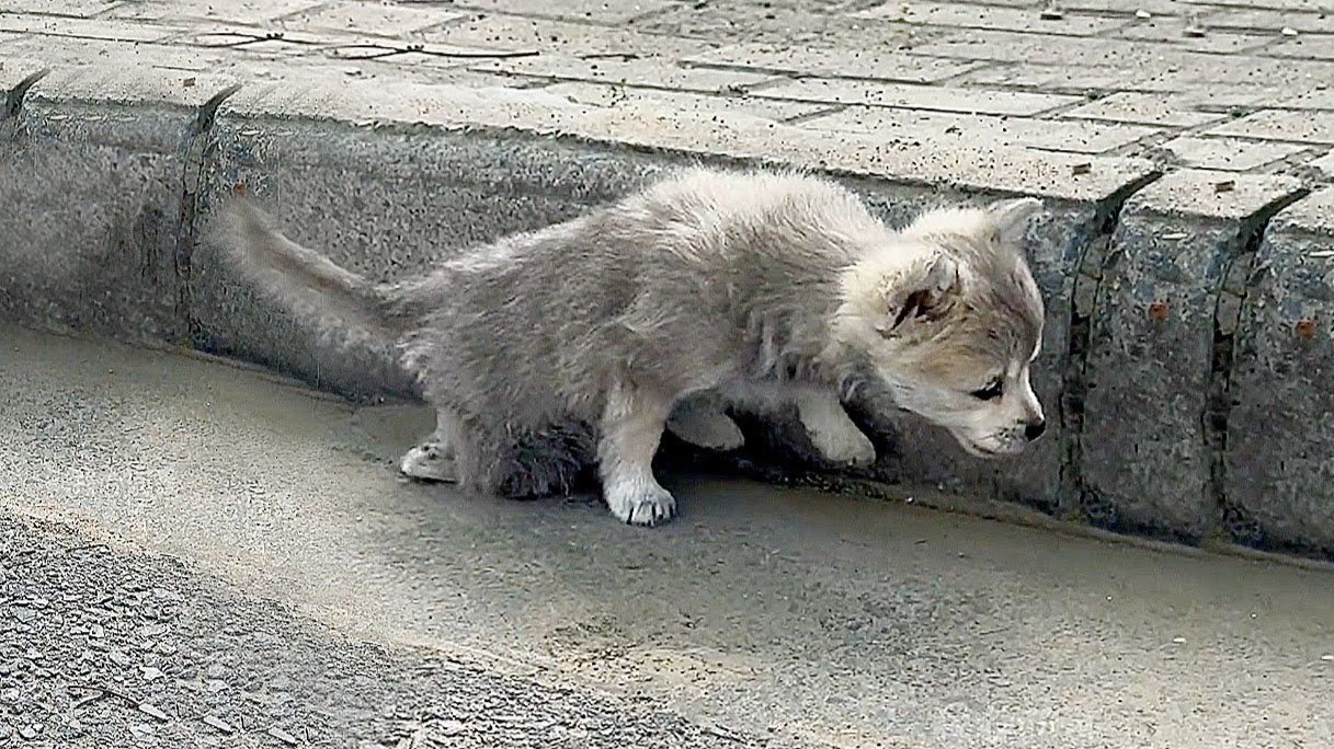 “救救我！”一只断腿的小狗绝望地向我走来