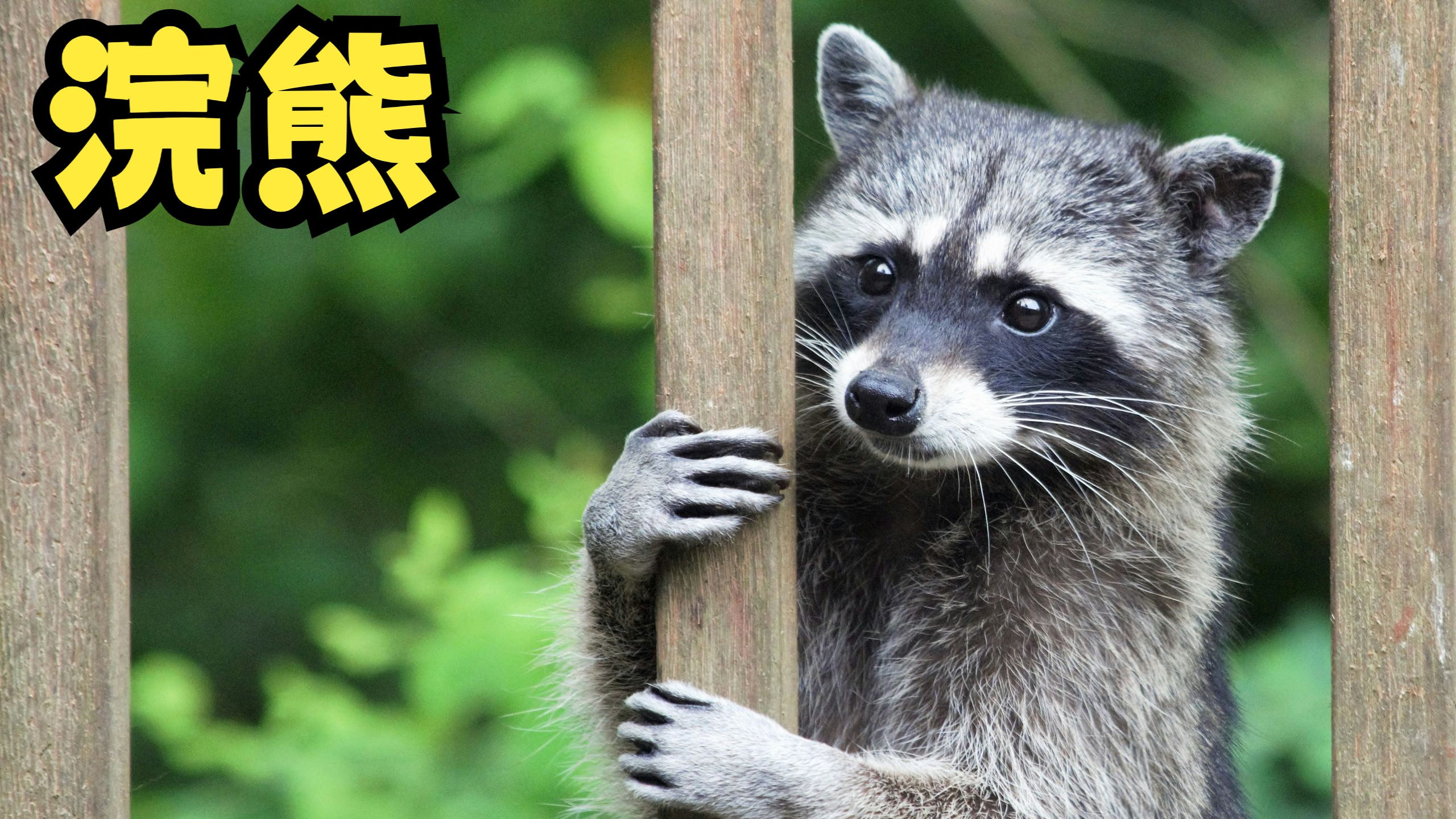 爱洗菜的浣熊