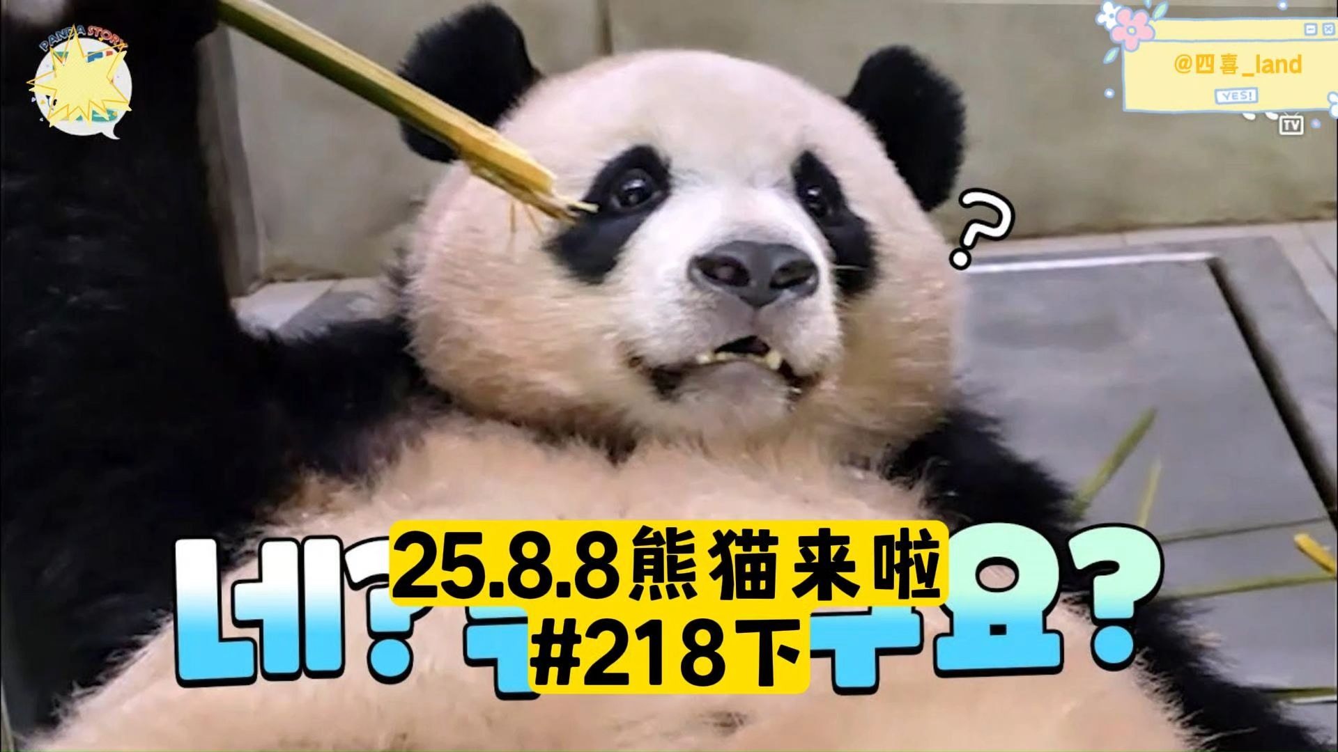 【中字】25.8.8熊猫来啦ep218下丨爱宝体重116.4公斤，辉宝采血