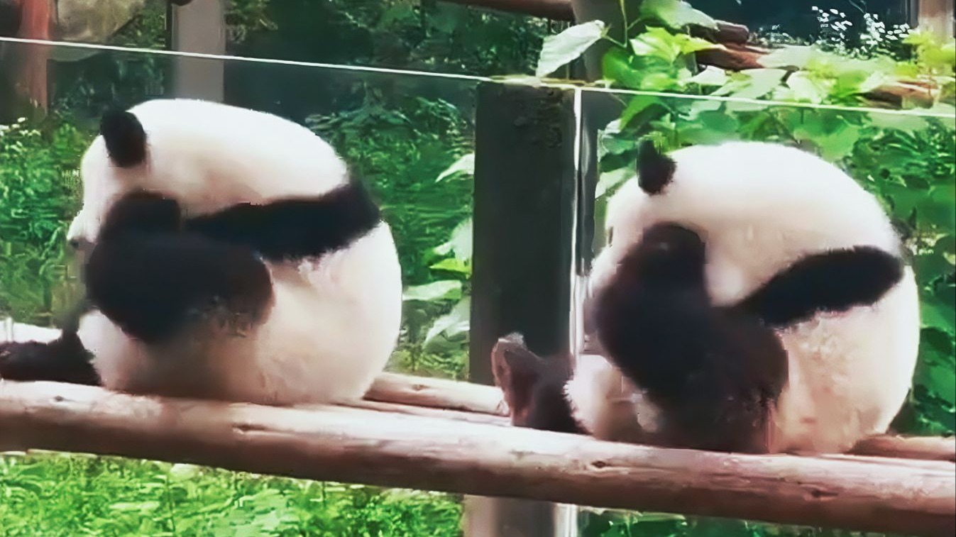 《环太平洋机甲动物训练营》