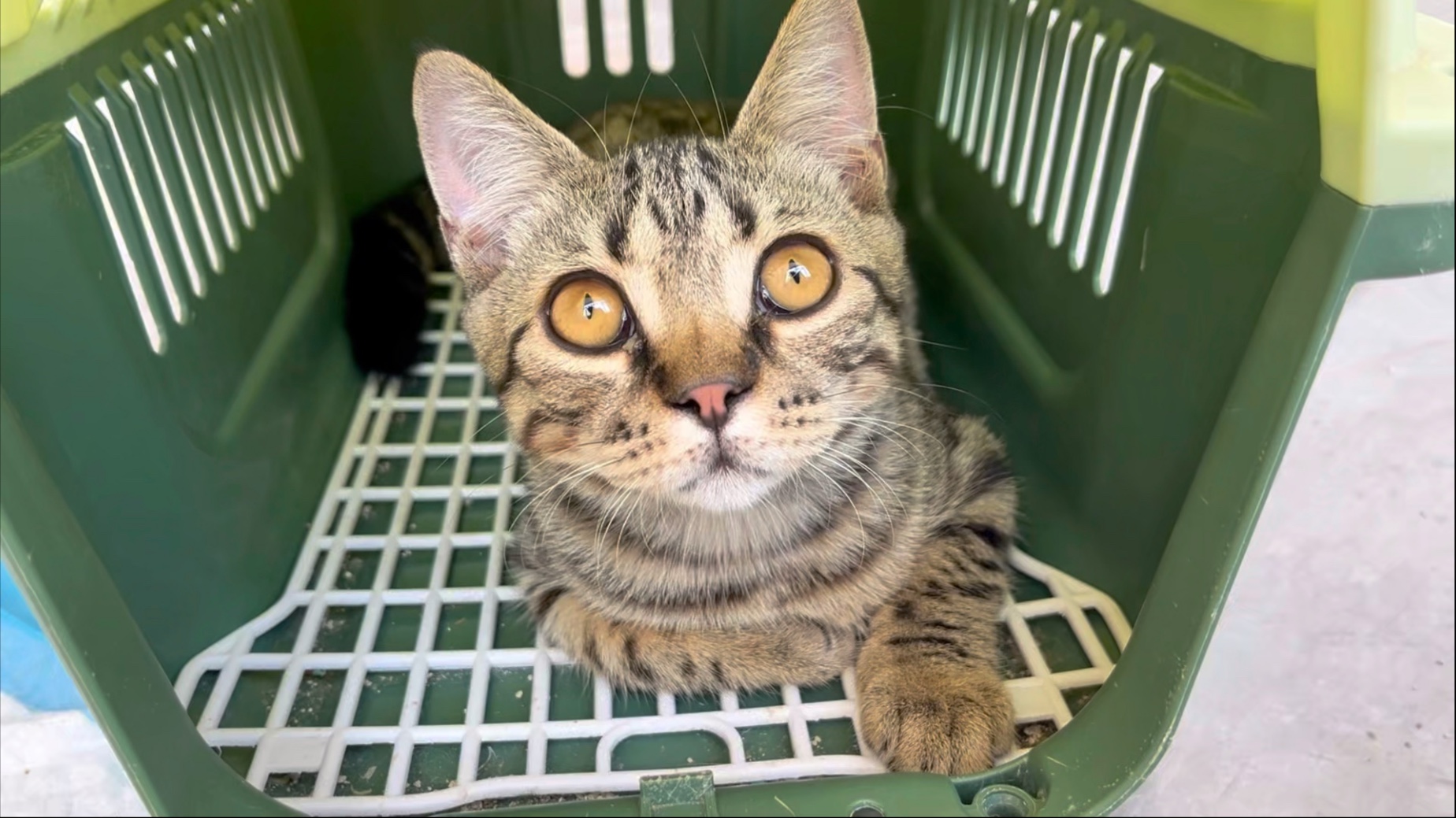 失宠小猫每天看着妈妈对新小猫好 对自己大打出手 难过极了