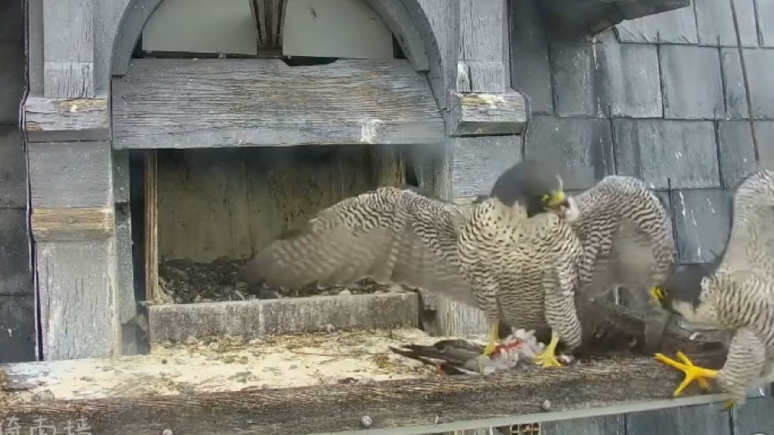 废物乌拉又偷饭,龙妹炸毛护饭吃完掀桌,然而废物似乎骨头都不